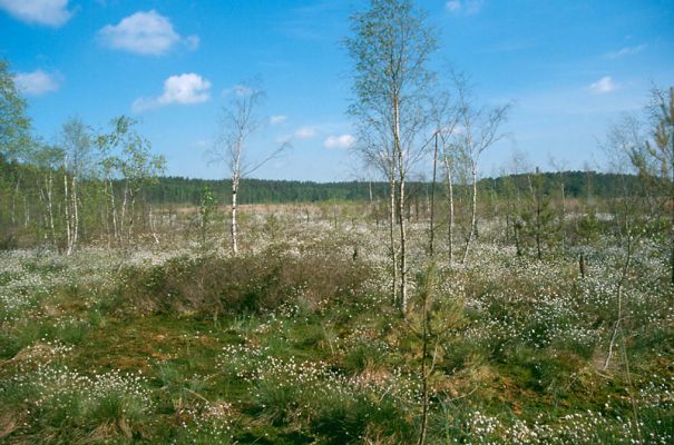 Moor Serrahn (Foto: NP Müritz / Weber)